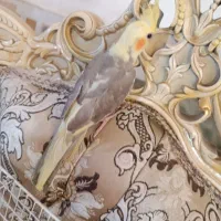 عروس ابلغ نر|پرنده|سبزوار, کهنه آب|دیوار