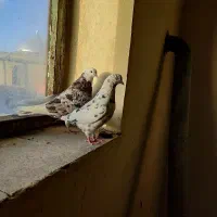 سرور شازده هما|پرنده|ارومیه, |دیوار