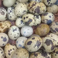 تخم بلدرچین