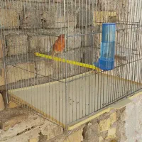 تعدادی قناری نرمست ودهن زن|پرنده|شیراز, شهرک صادقیه|دیوار