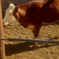 گوساله  ماده  ۴ ماه آبستن