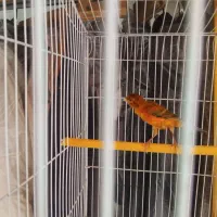 قناری.همه.. بخون|پرنده|آمل, |دیوار