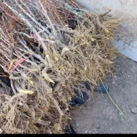 درخت زرشک پلویی به صورت عمده وتکی