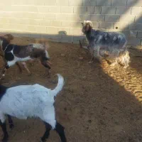 بزه|حیوانات مزرعه|جهرم, |دیوار