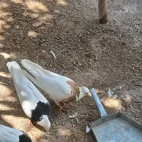 ۴جفت کبوتر طوقی|پرنده|شاهین‌شهر, مورچه خورت|دیوار
