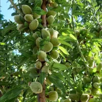 خانه-باغ-ویلا-سوئیت-اجاره-ای-روزانه-باغ-بادام