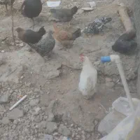 ده تا باریک پنج تا بوقلمون