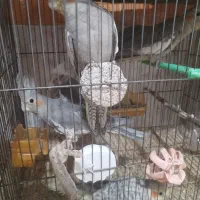 پرنده|پرنده|مشهد, قائم|دیوار