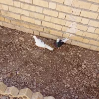 کبوتر طوقی|پرنده|اقلید, |دیوار