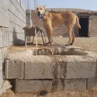 سگ سرابی