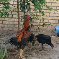 تخم مرغ لاری