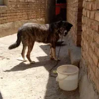 سگ پژدر /افغان /سرابی|سگ|اسدآباد, |دیوار