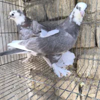 کبوتر سالم|پرنده|قم, آزادگان|دیوار