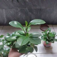 گل قاشقی گل پتوس ابلق|گل و گیاه طبیعی|کرج, اصفهانی‌ها|دیوار