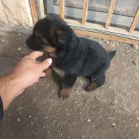 تپل از مادر اصیل