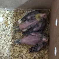 فروش ۲عدد بچه عروس هلندی ۲۰ روزه