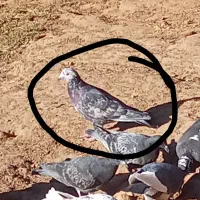 دو عدد کفتر نر مست|پرنده|اسلام‌‌آباد غرب, |دیوار