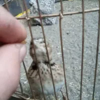 سهره(قاضلاخ)