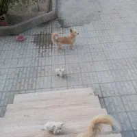 فروش توله های اشپیتز|سگ|شیروان (خراسان), |دیوار