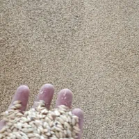 جو خارجی|عمده‌فروشی|قم, قلعه کامکار|دیوار