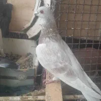 کبوترموشی نوک ریز طلایی سبز نقره ای