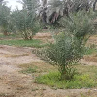 زمین متراژ2300 قلعه قاضی|فروش خانه و ویلا|قلعه قاضی, |دیوار
