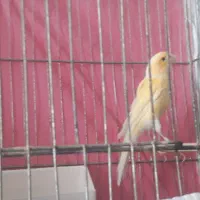 قیمت ۵تومان