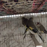 سهره|پرنده|مشهد, رضاییه|دیوار