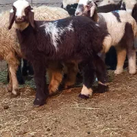 بره کوچیک و بزرگ ومتوسط و سبک و سنگین موجود **