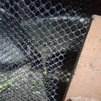 خروس قربانی|حیوانات مزرعه|مشهد, سجادیه|دیوار