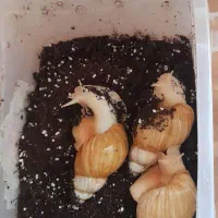 حلزون آچاتینا