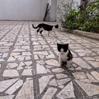 واگذاری گربه|گربه|بابلسر, |دیوار