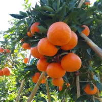 انواع نهال مرکبات و گل و گیاه بصورت عمده و خرده