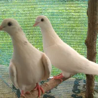کبوترپرشی