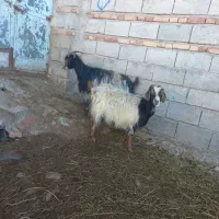 دوعددبزآبستن یلینی