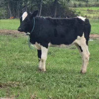 گوساله دورگ هلشتاین|حیوانات مزرعه|رشت, بازار|دیوار