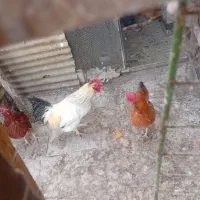 مرغ و خروس|حیوانات مزرعه|بهارستان, |دیوار