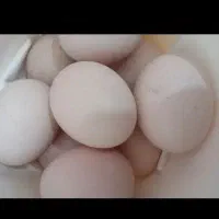 تخم مرغ لاری)
