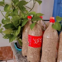 لوبیای محلی