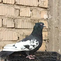 کبوتر سینه سیاه|پرنده|مرودشت, تخت جمشید|دیوار
