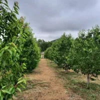 فروش-زمین-560-متری-داخل-بافت-مسکونی