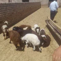 12رس بره تازه علف خور درج یک افشار کرد