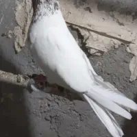 کبوتر پرشی غریب