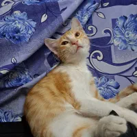 واگذاری رایگان بچه گربه ۴ ماهه