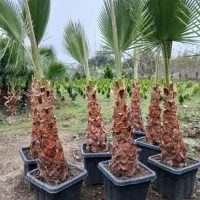 پالم واشنگتن چک صیاد    کیفیت عالی درجه یک