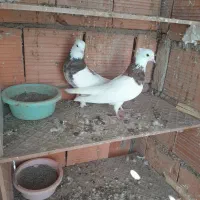 کبوتر|پرنده|گرگان, |دیوار