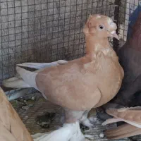 راعبی دوکاکل