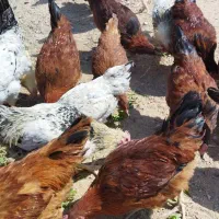 خروس محلی ارسنجان|حیوانات مزرعه|مرودشت, ژیان|دیوار
