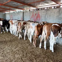 فروش ویژه گوساله سیمینتال جنس درجه یک|حیوانات مزرعه|تهران, هفده شهریور|دیوار