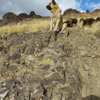 سگ سراب سگ گله|سگ|زنجان, |دیوار